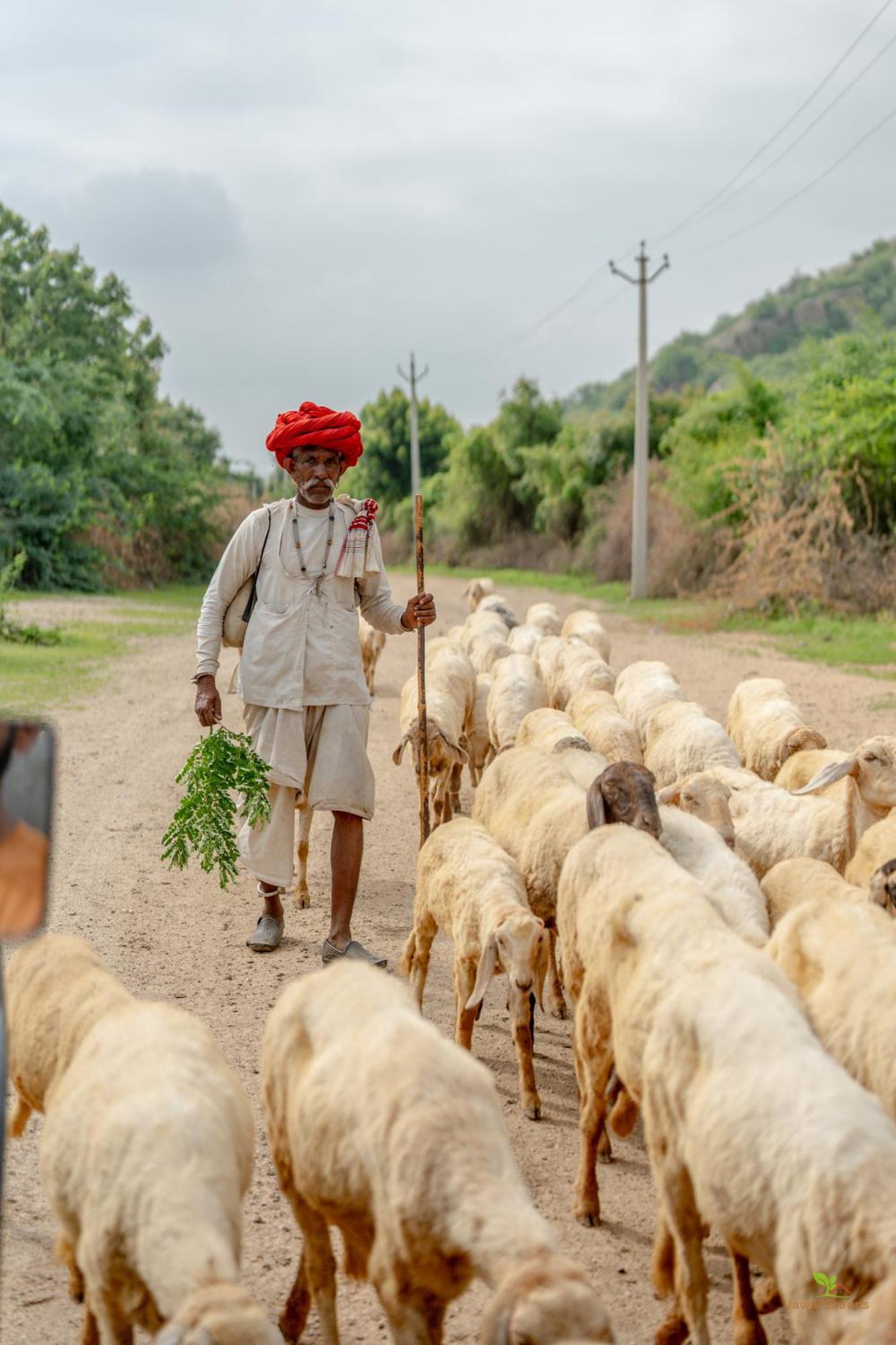 Jawai Greens Jawai Bandh Exteriör bild